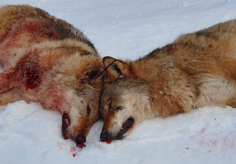 Det blir mye blod på statsrådens kontorpult – med påfølgende kritikk fra egne venner. Partier på sperregrensen har ingen venner å miste.