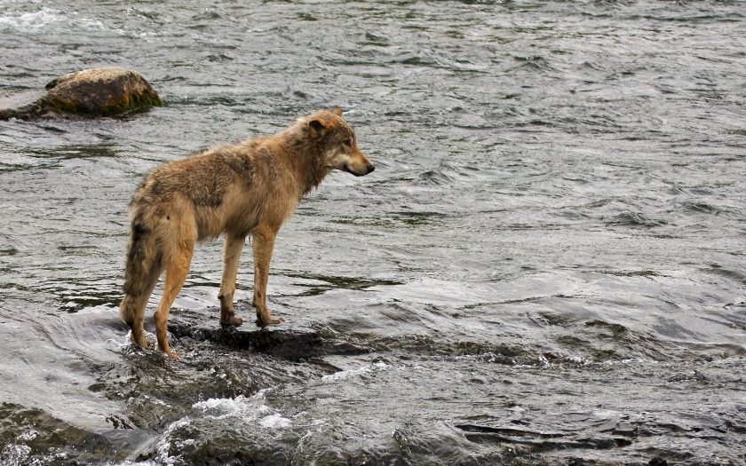Alle skal med: Ulver fra hele utbredelsesområdet til arten Canis lupus er med i NTNU Vitenskapsmuseet sitt DNA-prosjekt. Her en ulv i Alaska. Foto: Blackburn Photo (CC BY 2.0)